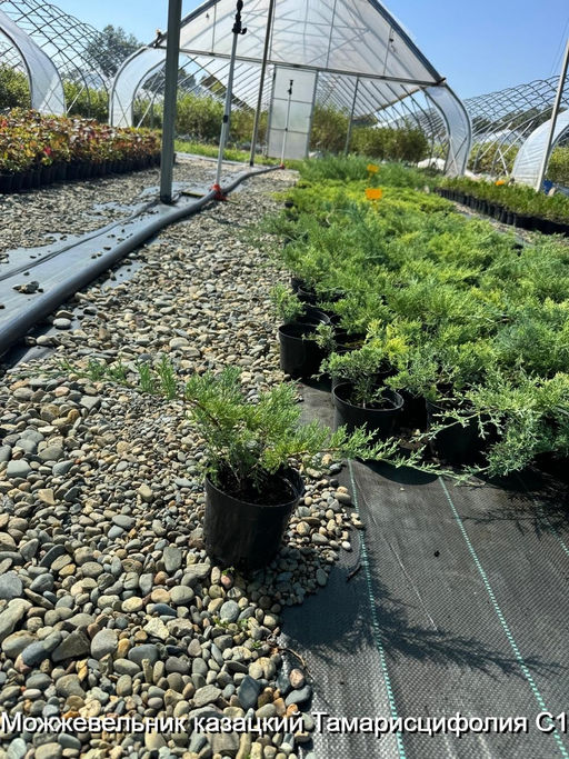 Можжевельник казацкий Тамарисцифолия С1