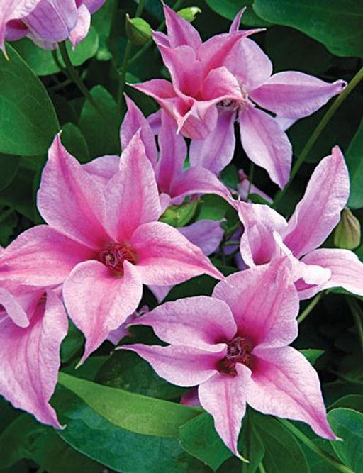 КЛЕМАТИС Датчес Оф Албани Разбор I Кол-во упак., шт 1