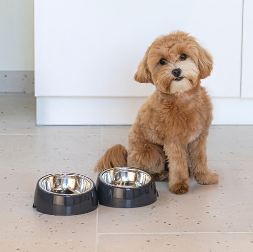 Лего-миска для животных 0,3л (с металлической чашей) ALTA (графитовый) М9154