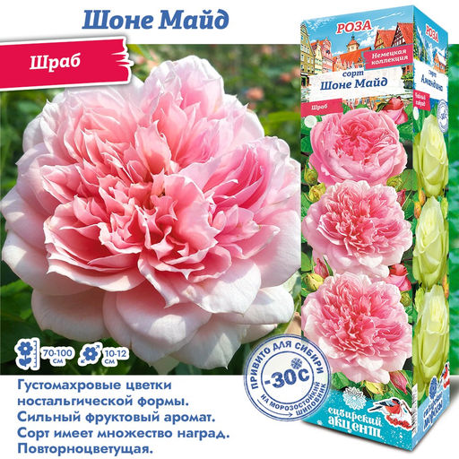 Роза Шоне Майд (Шраб) 1шт
