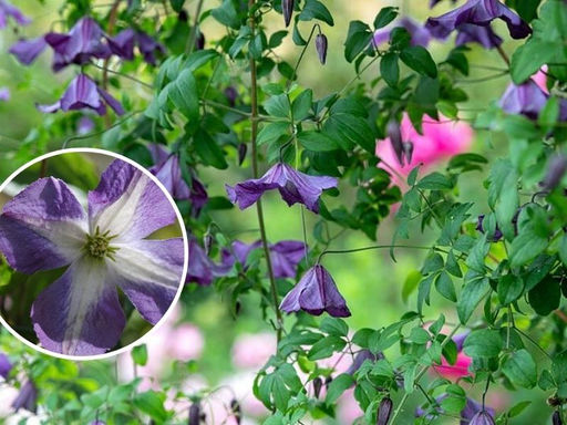 Клематис Литтл Бас - Долина роз фото 3