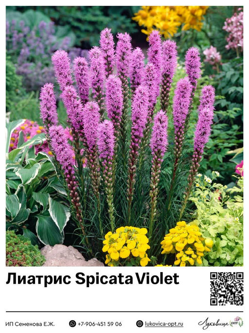 Лиатрис Spicata Violet (Колосковый)