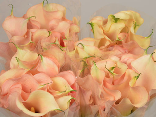 Калла Mozart (Моцарт) - Долина роз фото 4