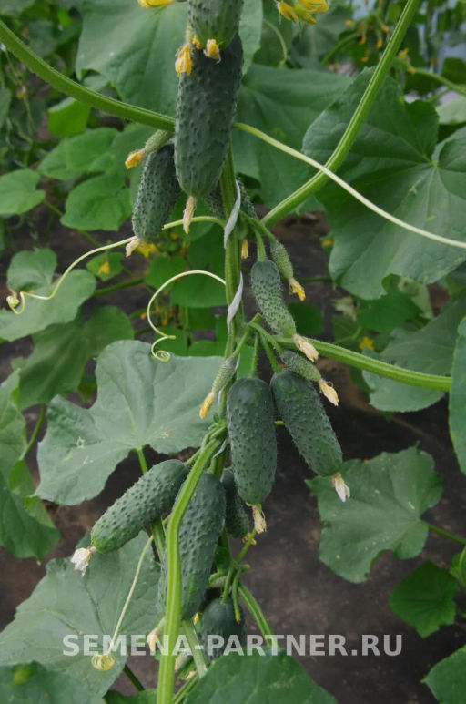 Огурец партенокарпический Антисипатор - Партнер фото 5