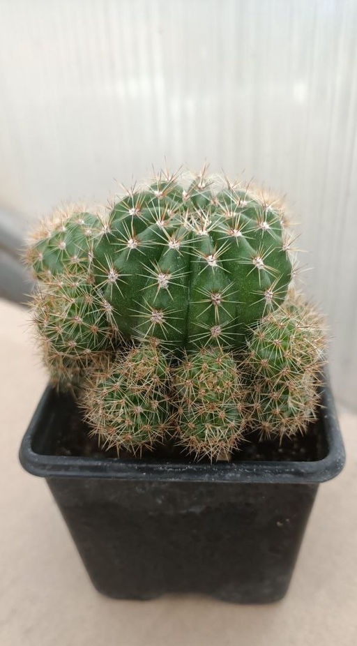 Notocactus Ottonis
