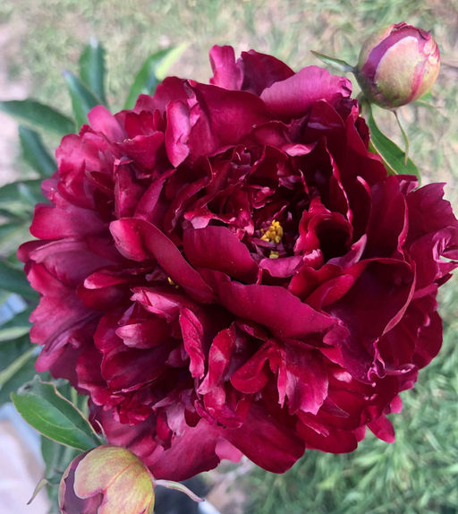 ПИОН Биг Бен Разбор 2/3 n Кол-во упак., шт 1