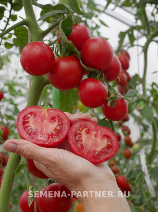 Томат Дерзкий Франк - Партнер фото 3
