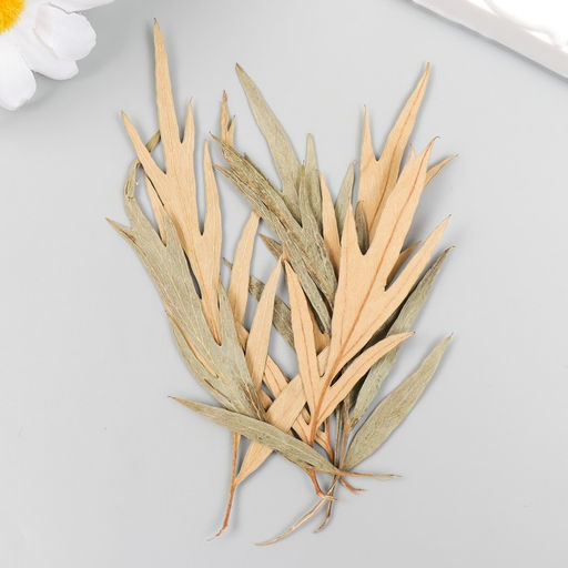 Цена за 6 шт. Сухоцвет Лист полыни горькой бежевый h=5-8 см - Арт узор фото 3