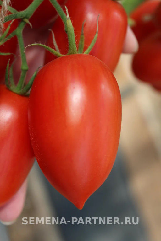 Томат Сан Сиро - Партнер фото 3