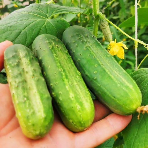 Огурцы - Бостонский Пикуль - Дом помидоров фото 2