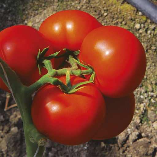 6237U Томат Коралловый риф F1 5шт