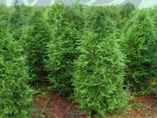 Туя складчатая Эксцельса С5