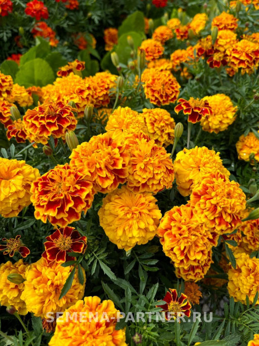 Бархатцы отклоненные Бонанза Би - Партнер фото 3