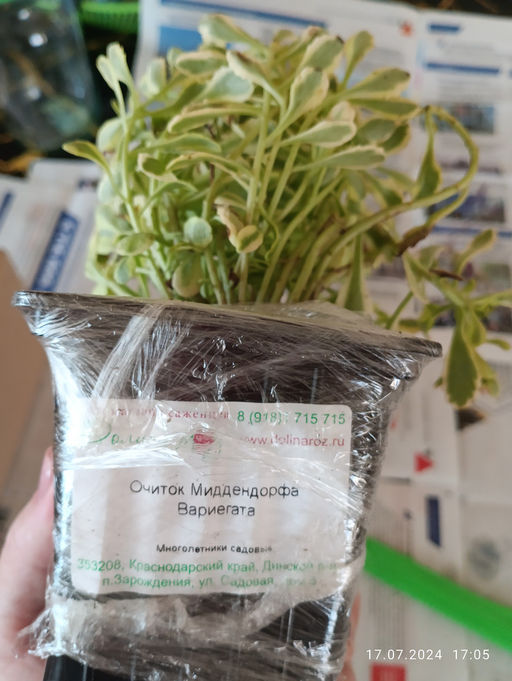 Очиток Миддендорфа Вариегата