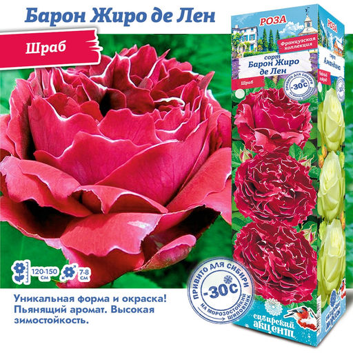 Роза Барон Жиро де Лен (Шраб) 1шт