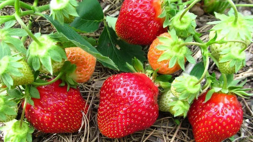 Клубника Флер А 10шт/пучок