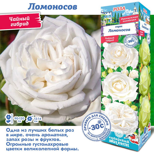 Роза Ломоносов (Чайно-гибридная) 1шт