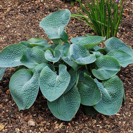 Хоста Abiqua Drinking Gourd - Голландские луковицы фото 4