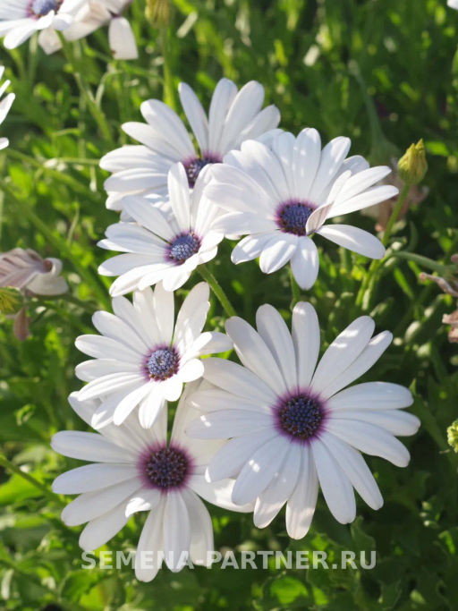 Остеоспермум Эклона Звезды Галактики Сириус - Партнер фото 5