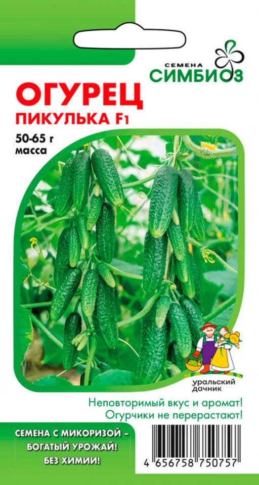 Огурец ПИКУЛЬКА F1  Челябинская селекция! - Уральский дачник фото 4