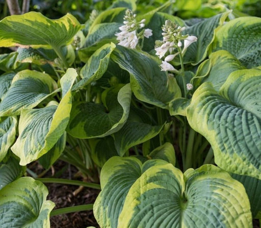 Хоста Maple Leaf (Зибольда) - Голландские луковицы фото 4