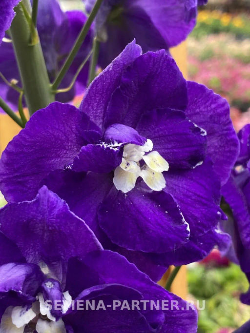 Дельфиниум Перпл Пейшен - Партнер фото 3