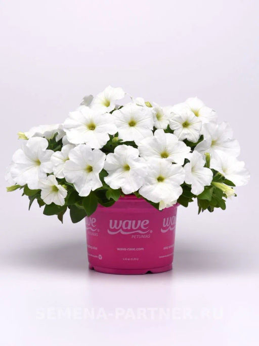 Петуния Изи Вэйв Уайт F1 каскадно-ампельная - Партнер фото 7