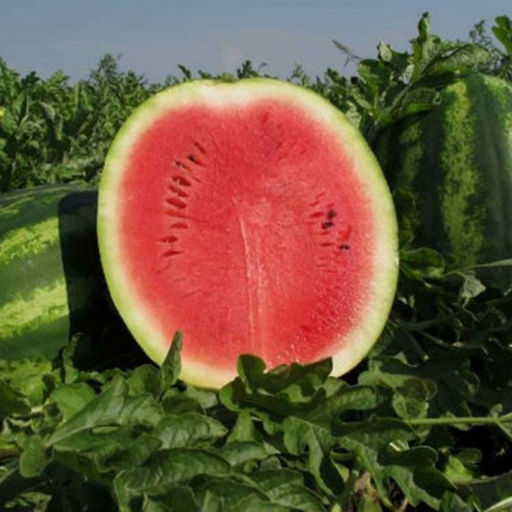 5002D Арбуз Волгоградец КРС90 5шт