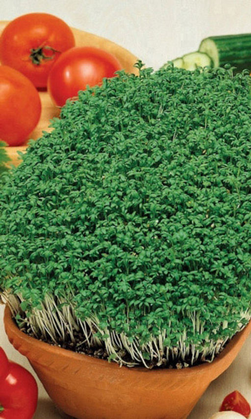 Салат кресс-салат ТЕМП Витамины круглый год! Самый ранний! Самый неприхотливый! Самый полезный!