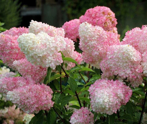 Гортензия Ваниль Фрайз 20-40 см, горшок Р9