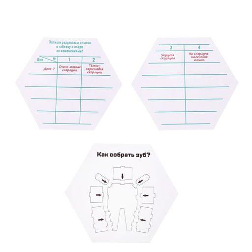 Набор для опытов Зачем мы чистим зубы?, в пакете - Эврики фото 5