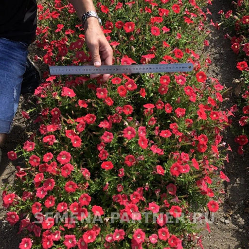 Петуния МиМи Стефания каскадная лососева-красная - Партнер фото 6