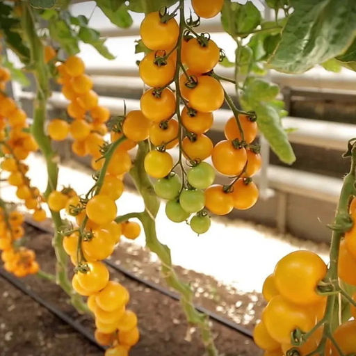 5090D Томат Золотой поток F1 5шт