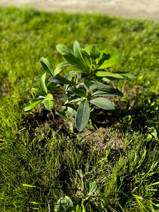 Рододендрон Каннингемс Уайт