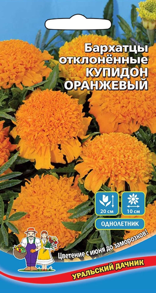 Бархатцы КУПИДОН ОРАНЖЕВЫЙ
