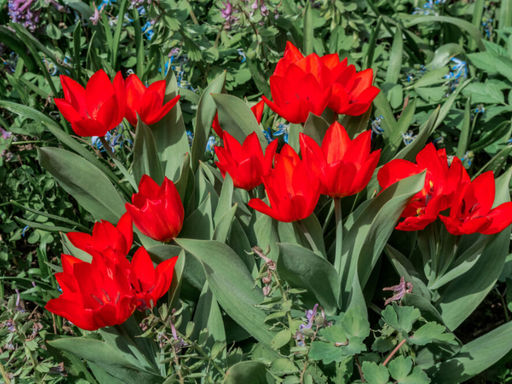 Тюльпан Цваненбург Вэрайети - Долина роз фото 4