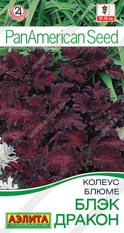 Колеус блюме Блэк дракон (2027)