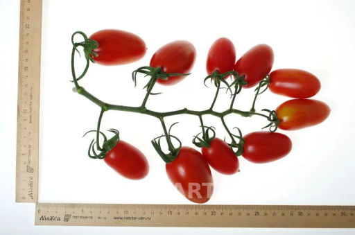 Томат Рыжий Котя F1 - Партнер фото 4