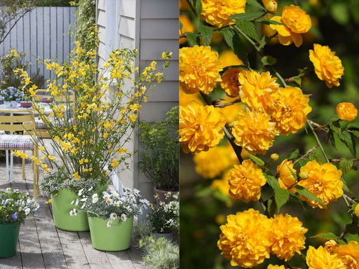 Керрия японская - Долина роз фото 4