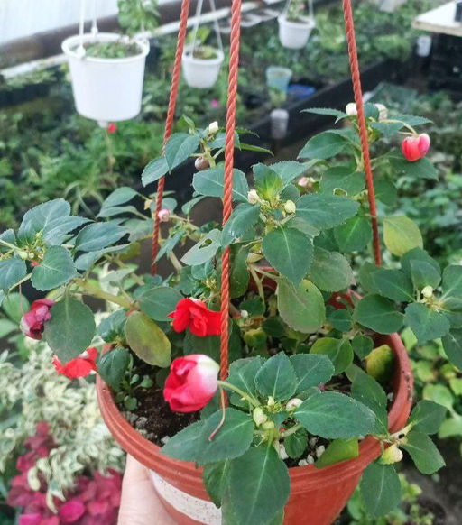 Бальзамин Красный Букет (цветы красные)