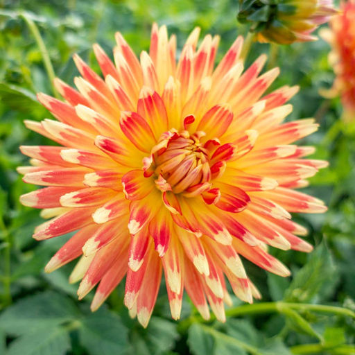 ГЕОРГИНА Гудошник Разбор I Кол-во упак., шт 1