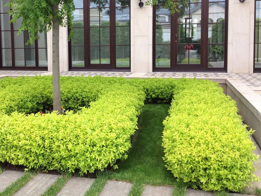 Спирея японская Голден принцесс - Долина роз фото 3