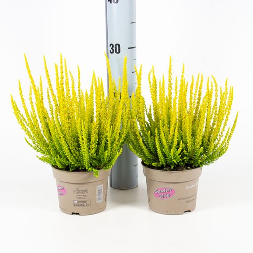 Каллуна гарден герл Сансет Зельда