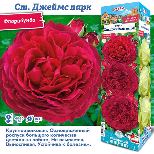 Роза Джеймс парк (Флорибунда) 1шт