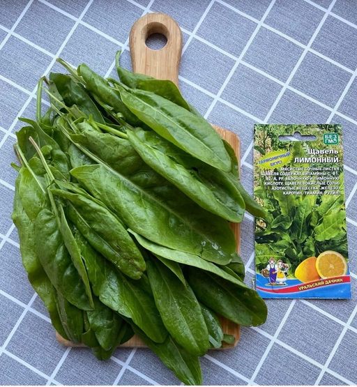 Щавель ЛИМОННЫЙ - Уральский дачник фото 9