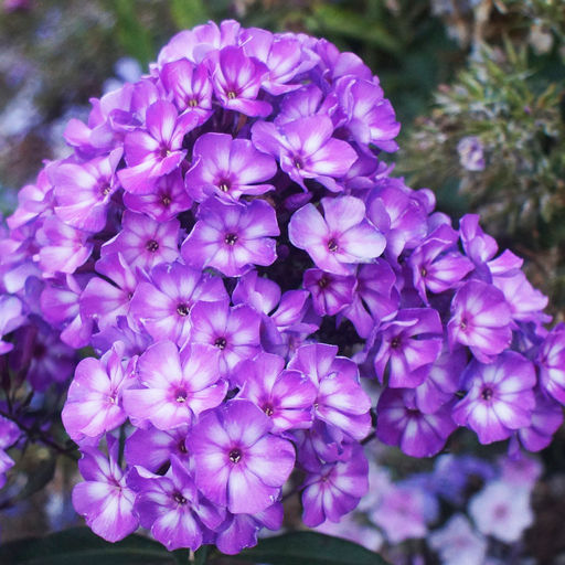 ФЛОКС Рэд Райдинг Худ Разбор I Кол-во упак., шт 2