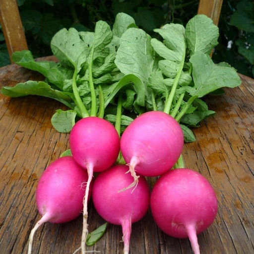 Редис Розовая Красавица - Pink Beauty