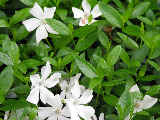 Барвинок белый - Долина роз фото 3