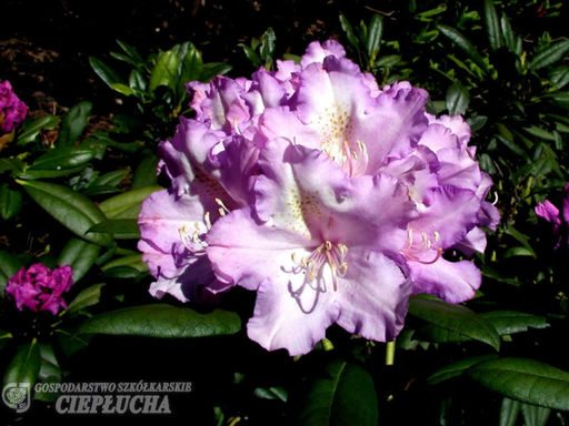 Рододендрон Caroline Allbrook (Каролина Альбрук) - Долина роз фото 4