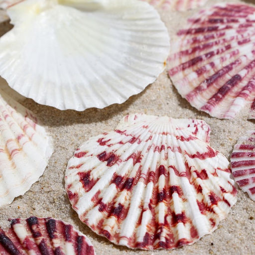 Набор ракушек «Гребешок пуксидатус», размер 4 - 6 см, 100 г